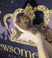Nala 🩷, a female Poodle - Miniature  for sale in Meta, MO – 9 of 10