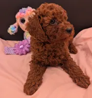 Sophie 💜, a female Poodle - Miniature  for sale in Meta, MO – 6 of 10