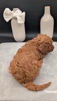 Cal 🤍, a male Poodle - Miniature  for sale in Meta, MO – 7 of 10