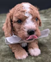 Nathan 🩶, a male Cavapoo for sale in Meta, MO – 2 of 10