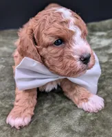 Nathan 🩶, a male Cavapoo for sale in Meta, MO – 9 of 10