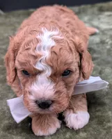 Nathan 🩶, a male Cavapoo for sale in Meta, MO – 4 of 10