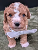Nathan 🩶, a male Cavapoo for sale in Meta, MO – 3 of 10