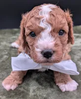 Nathan 🩶, a male Cavapoo for sale in Meta, MO – 5 of 10