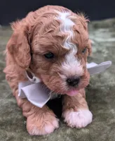 Nathan 🩶, a male Cavapoo for sale in Meta, MO – 7 of 10