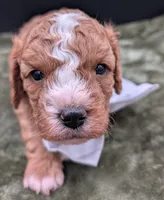 Nathan 🩶, a male Cavapoo for sale in Meta, MO – 8 of 10