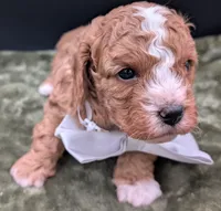 Nathan 🩶, a male Cavapoo for sale in Meta, MO – 1 of 10