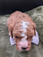 Nathan 🩶, a male Cavapoo for sale in Meta, MO – 10 of 10