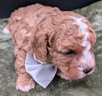 Nathan 🩶, a male Cavapoo for sale in Meta, MO – 6 of 10