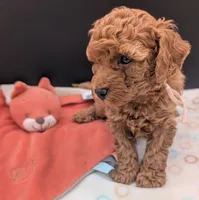 Pixie 🩷, a female Poodle - Toy  for sale in Meta, MO – 3 of 10