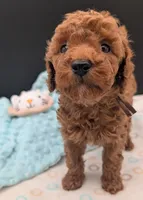 All Spice 🤎, a male Poodle - Toy  for sale in Meta, MO – 3 of 10