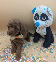 Maple 🍁, a female Poodle - Toy  for sale in Meta, MO – Photo 4 of 10