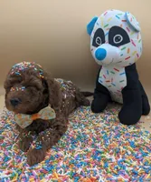 Maple 🍁, a female Poodle - Toy  for sale in Meta, MO – Photo 1 of 10