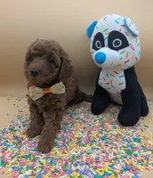 Maple 🍁, a female Poodle - Toy  for sale in Meta, MO – Photo 3 of 10