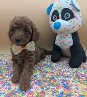 Maple 🍁, a female Poodle - Toy  for sale in Meta, MO – Photo 6 of 10
