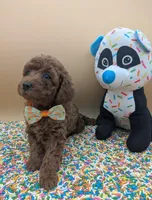 Maple 🍁, a female Poodle - Toy  for sale in Meta, MO – Photo 7 of 10