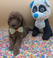 Maple 🍁, a female Poodle - Toy  for sale in Meta, MO – Photo 2 of 10