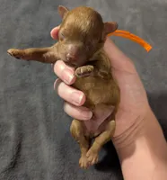 Bamm Bamm 🧡, a male Poodle - Toy  for sale in Meta, MO – 3 of 10