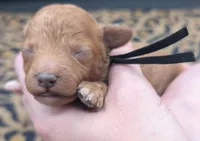 Snoopy 🖤, a male Poodle - Toy  for sale in Meta, MO – 8 of 10