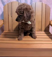 Jessie 💛, a female Poodle - Miniature  for sale in Meta, MO – 5 of 10