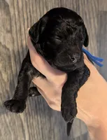 Mufasa 💙, a male Poodle - Miniature  for sale in Meta, MO – 8 of 10