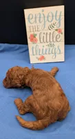 Woody 🤎, a male Poodle - Miniature  for sale in Meta, MO – 6 of 10