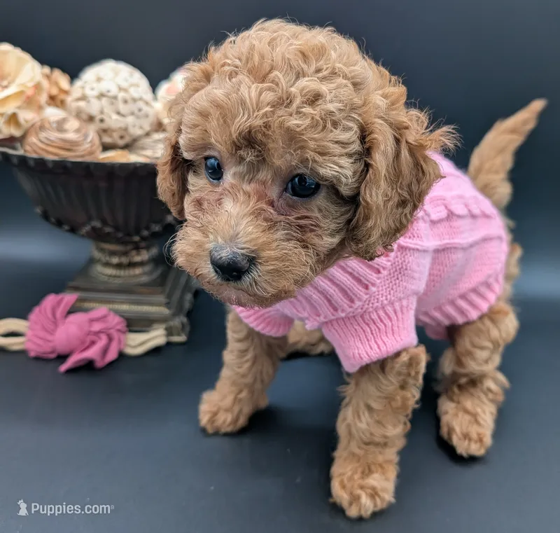 Raspberry 🩷 – Poodle - Toy  puppy for sale in Meta, MO