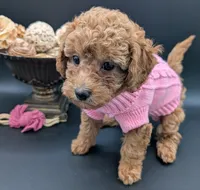 Raspberry 🩷, a female Poodle - Toy  for sale in Meta, MO – 1 of 10