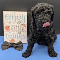 Rafiki 🖤, a male Poodle - Miniature  for sale in Meta, MO – 3 of 10