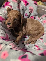 Jessie 💛, a female Poodle - Miniature  for sale in Meta, MO – 1 of 10