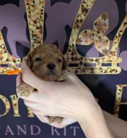 Bamm Bamm 🧡, a male Poodle - Toy  for sale in Meta, MO – 3 of 10
