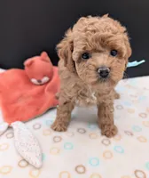 Betty 🩵, a female Poodle - Toy  for sale in Meta, MO – 4 of 10