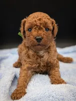 Shaggy 💚, a male Poodle - Toy  for sale in Meta, MO – Photo 10 of 10