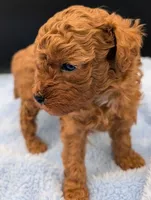 Shaggy 💚, a male Poodle - Toy  for sale in Meta, MO – Photo 6 of 10