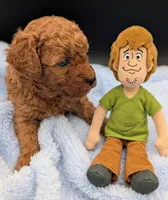 Shaggy 💚, a male Poodle - Toy  for sale in Meta, MO – Photo 5 of 10