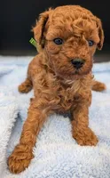 Shaggy 💚, a male Poodle - Toy  for sale in Meta, MO – Photo 8 of 10
