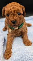 Shaggy 💚, a male Poodle - Toy  for sale in Meta, MO – Photo 9 of 10