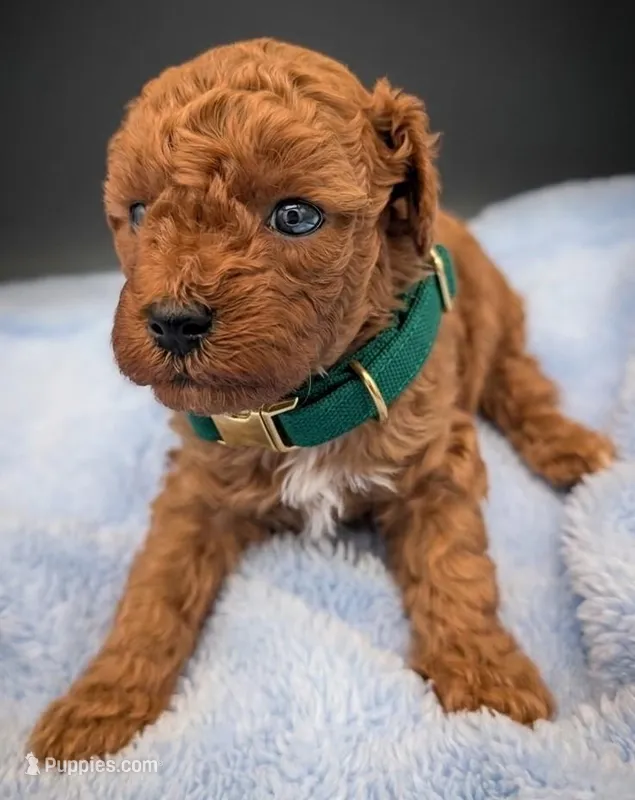 Shaggy 💚 – Poodle - Toy  puppy for sale in Meta, MO
