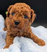Shaggy 💚, a male Poodle - Toy  for sale in Meta, MO – Photo 2 of 10
