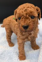 Shaggy 💚, a male Poodle - Toy  for sale in Meta, MO – Photo 4 of 10