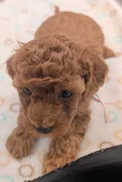 Pixie 🩷, a female Poodle - Toy  for sale in Meta, MO – 7 of 10