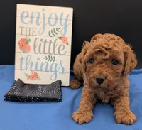 Pompadour 🖤, a male Poodle - Miniature  for sale in Meta, MO – 5 of 10