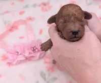 Sophia 🩷, a female Poodle - Miniature  for sale in Meta, MO – 7 of 10