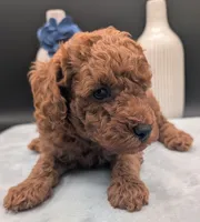 Caleb 🩵, a male Poodle - Miniature  for sale in Meta, MO – 6 of 10