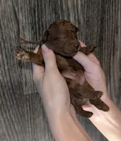 Barney 🤎, a male Poodle - Toy  for sale in Meta, MO – 4 of 10