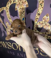 Blueberry 🫐, a male Poodle - Toy  for sale in Meta, MO – 10 of 10