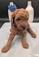 Caleb 🩵, a male Poodle - Miniature  for sale in Meta, MO – 7 of 10