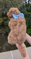 Betty 🩵, a female Poodle - Toy  for sale in Meta, MO – 10 of 10