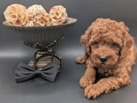 Woody 🤎, a male Poodle - Miniature  for sale in Meta, MO – 4 of 10
