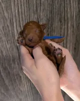 Blueberry 🫐, a male Poodle - Toy  for sale in Meta, MO – 9 of 10